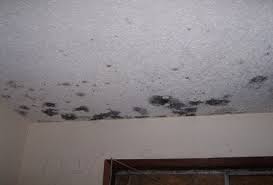 Top Causes of Mold Growth in Ottawa Homes and How to Prevent Them