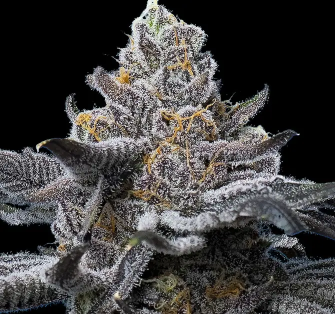 Gary Payton Strain: Balanced Potency with Sweet, Earthy and Spicy Flavour